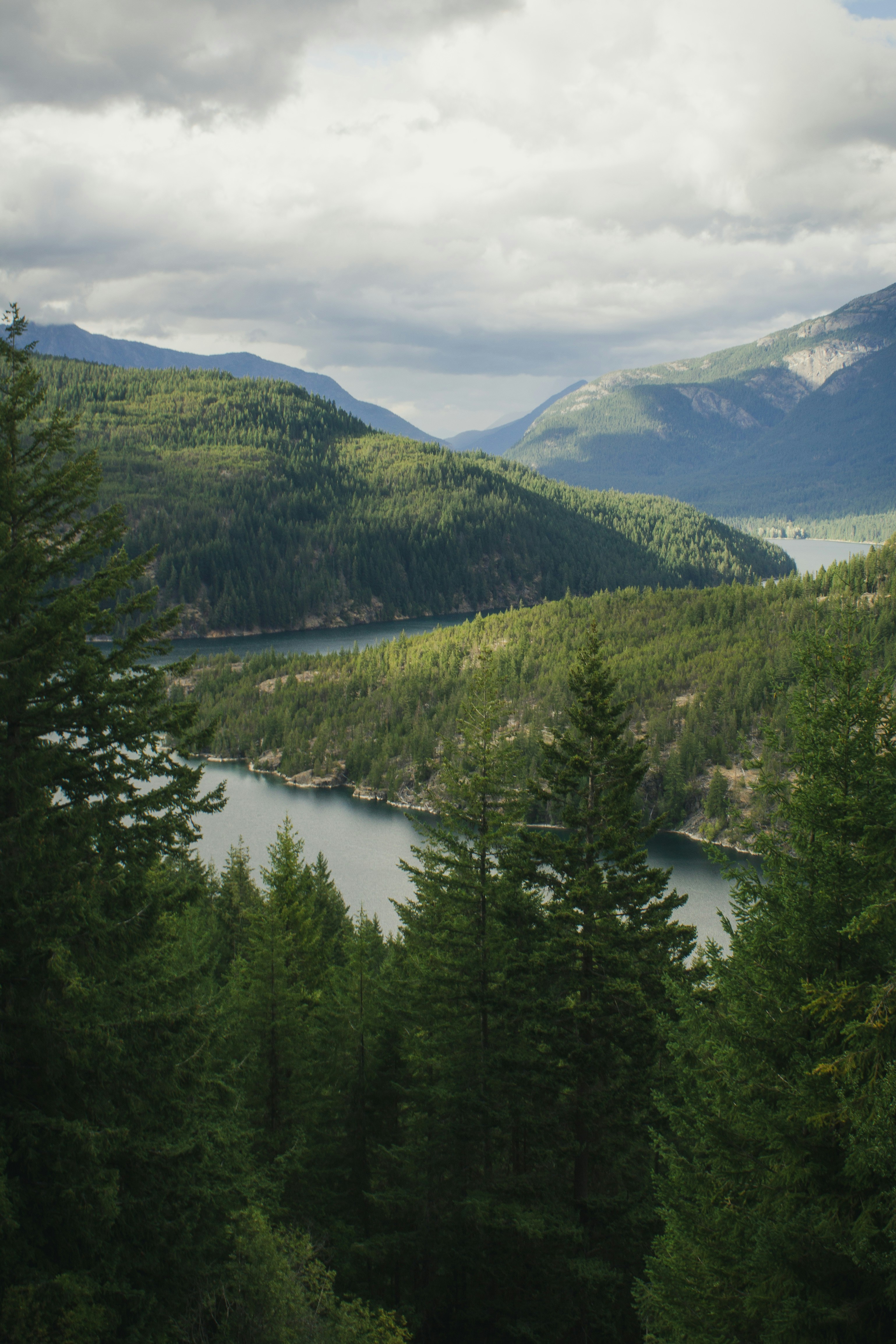 Forêt lac